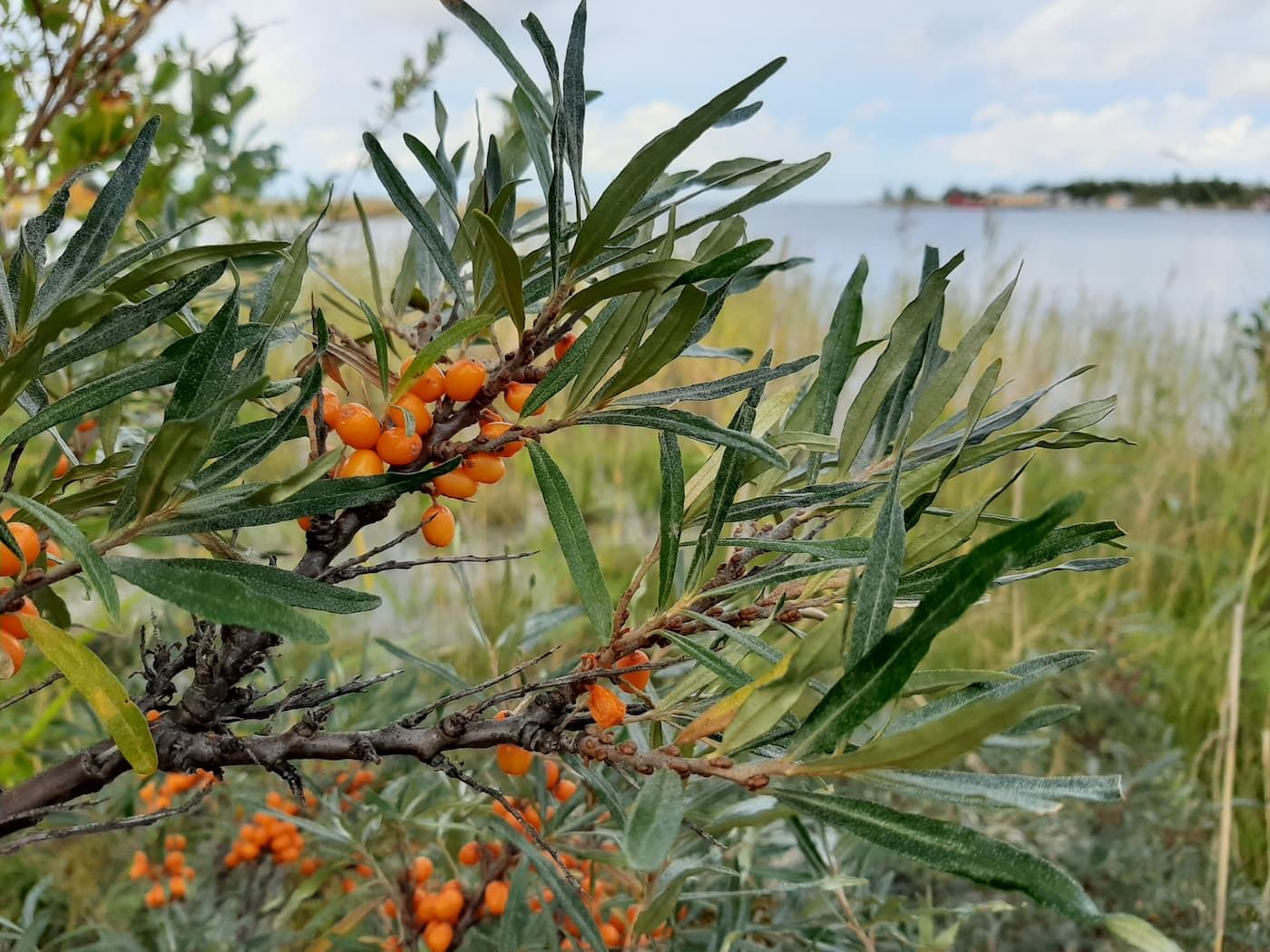 Närbild av en gren med orange bär och smala gröna blad, med en sjö och en gräsbevuxen strandlinje i den suddiga bakgrunden.