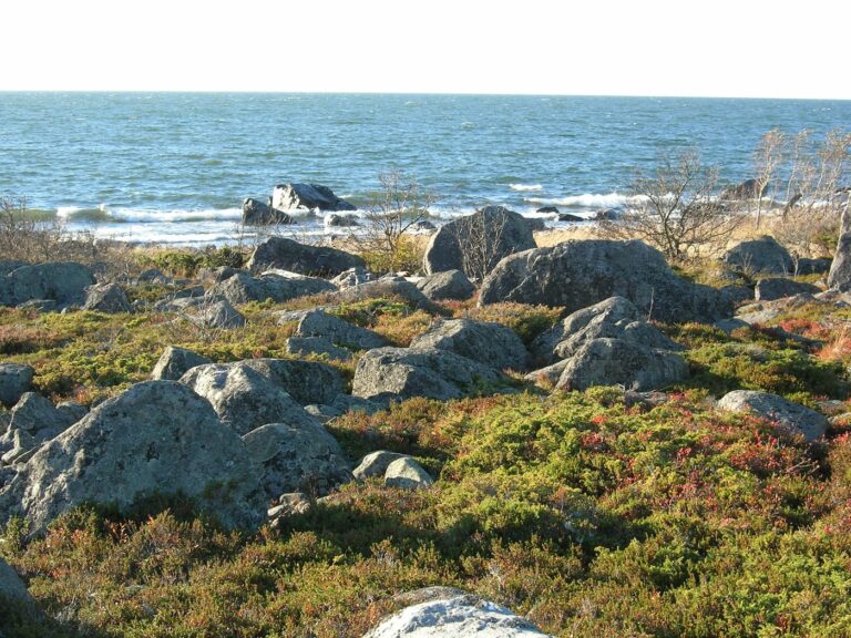 Klippig strandlinje med spridda stenblock, låg vegetation och glesa buskar vid ett lugnt hav under en klar himmel.